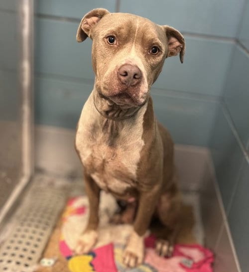 Photo of Houston, adoptable Staffordshire Bull Terrier in Houston, Texas