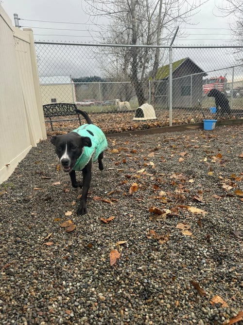 Photo of Finley, adoptable Pit Bull Terrier in St. Maries, Idaho