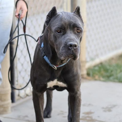 Photo of Nevah, adoptable Cane Corso Mastiff in Modesto, California