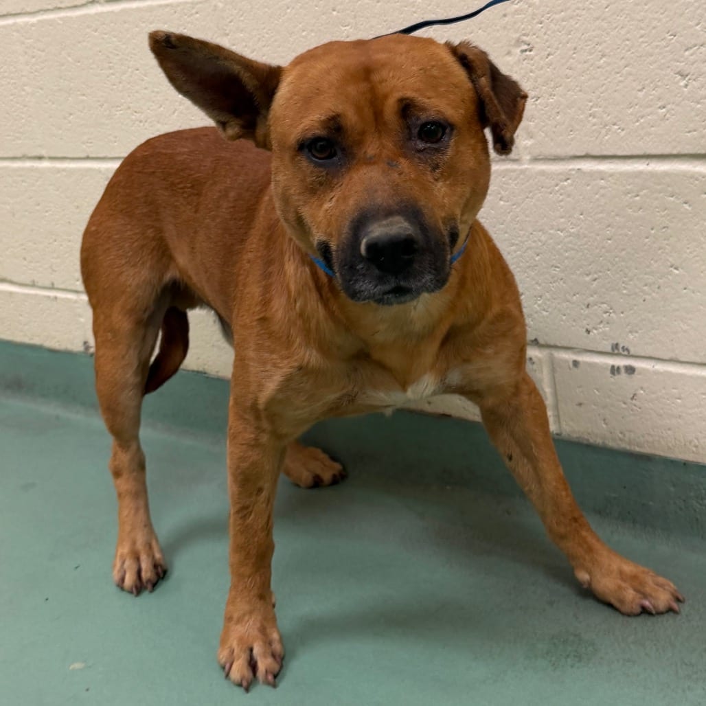Photo of Booker, adoptable dog