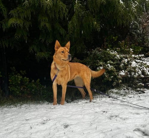 Photo of Buttercup, adoptable Shepherd in Bellingham, Washington