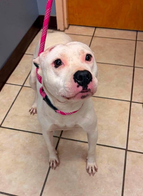 Photo of Orchid, adoptable Terrier in Holbrook, New York