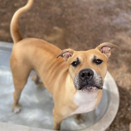 Photo of Elsa, adoptable Boxer in Phoenix, Arizona