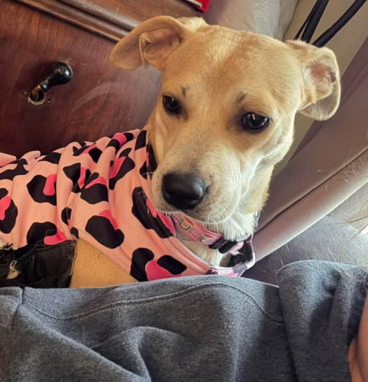 Photo of Bria, adoptable Mutt in Succasunna, New Jersey