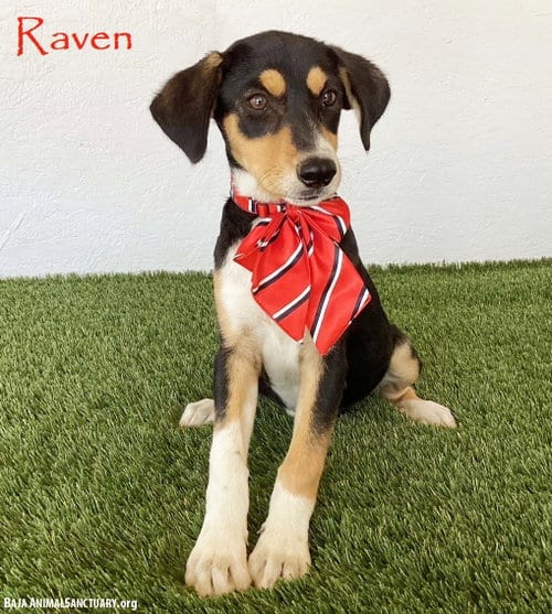 Photo of Raven, adoptable Beagle in San Diego, California