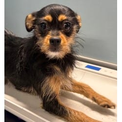Photo of Ada, adoptable Chihuahua in San Antonio, Texas