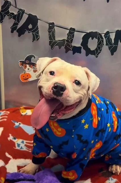 Photo of Momoa, adoptable Staffordshire Bull Terrier in Houston, Texas