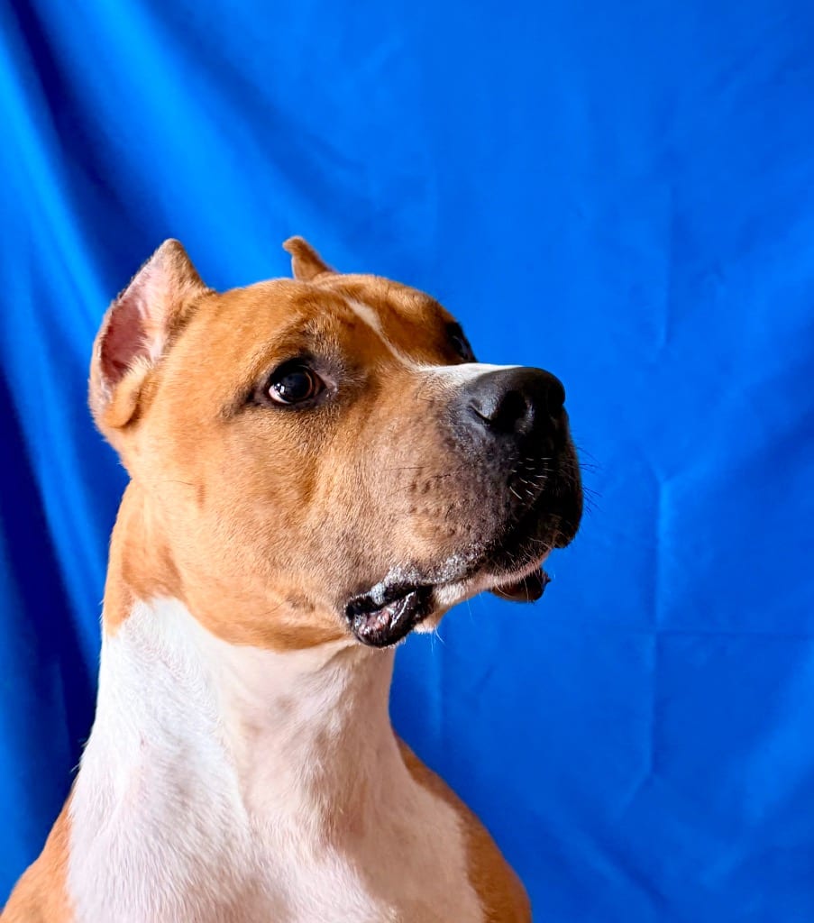 Photo of Bass, adoptable Terrier in Wintersville, Ohio
