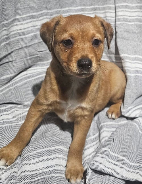 Photo of Neslie, adoptable Labrador Retriever in Royal Palm Beach, Florida