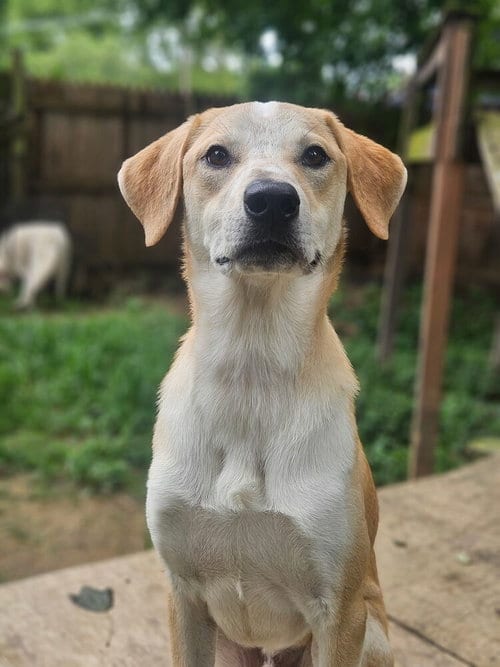 Photo of Stimpy, adoptable Labrador Retriever in Evansville, Indiana