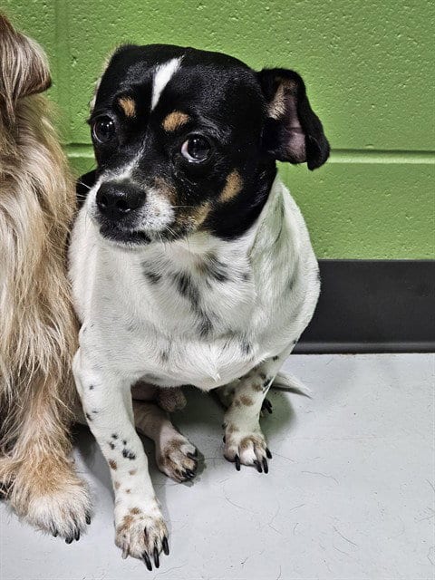 Photo of Hercules, adoptable Shih Tzu in Temple, Texas