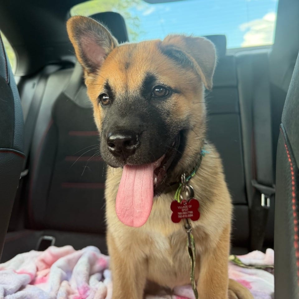 Photo of Doc, adoptable Husky / Mixed Breed (Large) in Oceanside, California