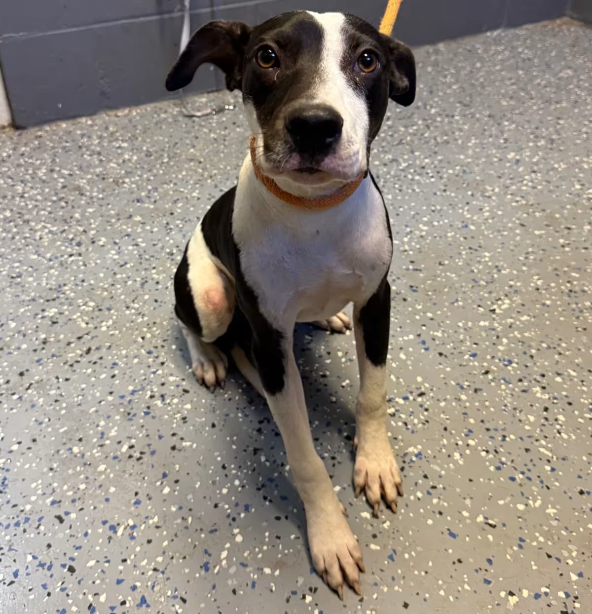 Photo of Lois, adoptable Terrier (Unknown Type, Medium) in Tuscaloosa, Alabama