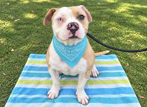 Photo of Pilaf, adoptable Pit Bull Terrier in Orange, California