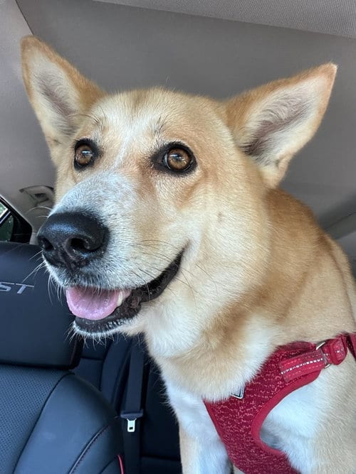 Photo of Stella, adoptable Unknown breed in Morganville, New Jersey