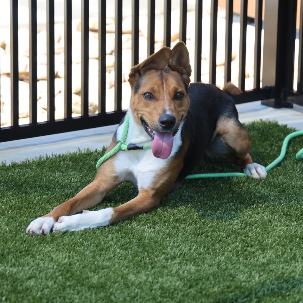 Photo of Rue (AKA Ruth), adoptable Shepherd / Mixed Breed (Large) in Spartanburg, South Carolina