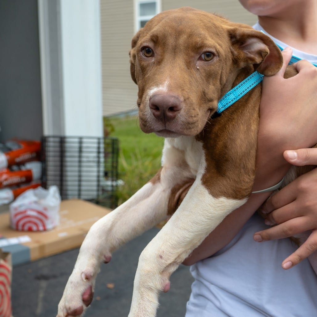 Photo of Leon, adoptable Mixed Breed (Medium) in Buffalo, Minnesota