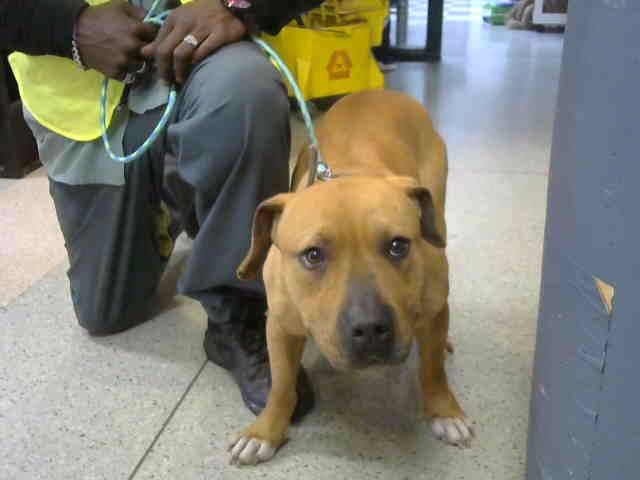 Photo of Camilla, adoptable Staff Terrier A in Chicago Ridge, Illinois