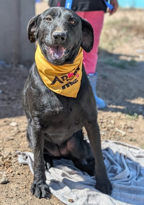 Photo of April, adoptable Labrador Retriever in San Diego, California