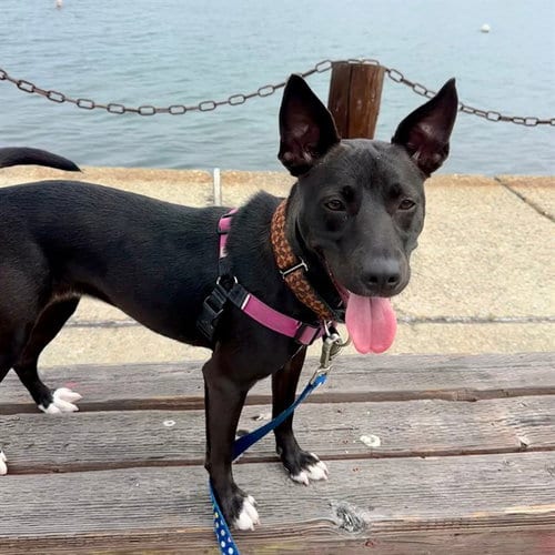Photo of Mystique, adoptable Smooth Fox Terrier in Alameda, California