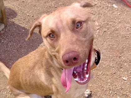 Photo of Goldie, adoptable dog in Georgetown, Texas