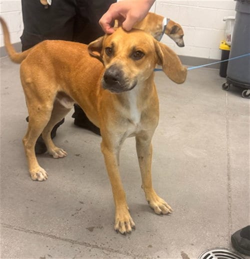 Photo of Keith, adoptable Black Mouth Cur in Mesa, Arizona