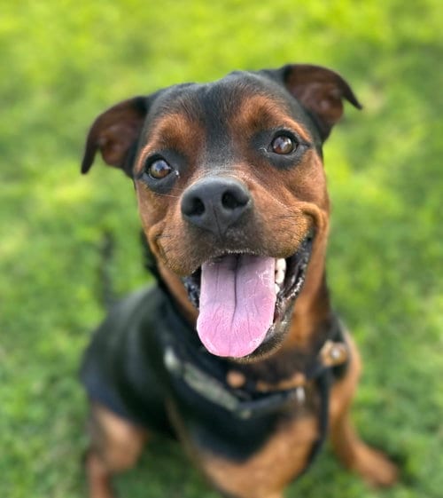 Photo of Halen, adoptable Rottweiler in Evansville, Indiana