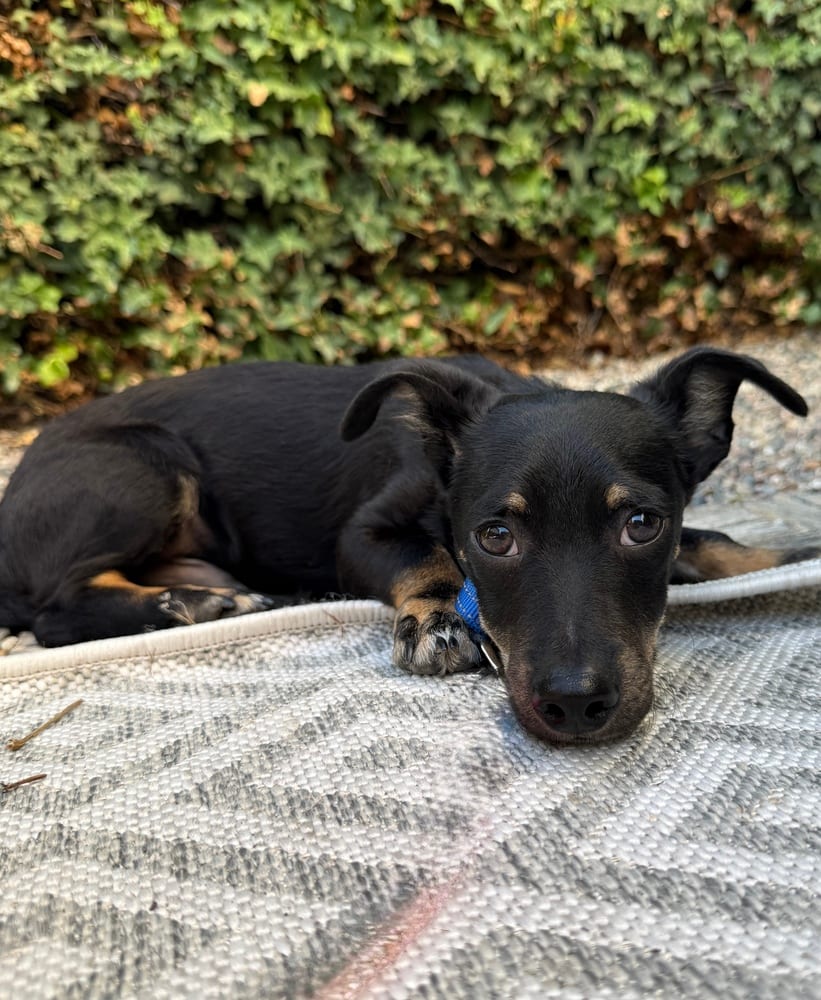 Photo of Bert, adoptable Miniature Dachshund in Eugene, Oregon