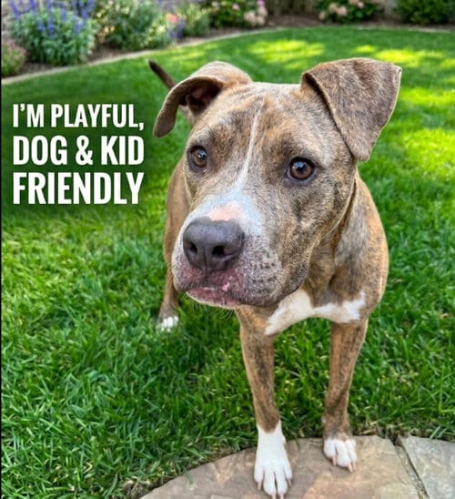 Photo of Lazlo, adoptable Pit Bull Terrier in Roswell, Georgia