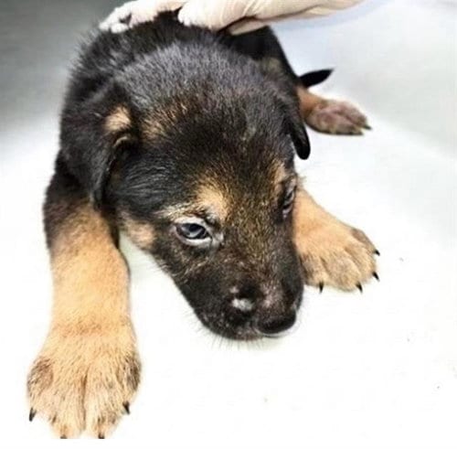 Photo of A661206, adoptable German Shepherd Dog in Houston, Texas