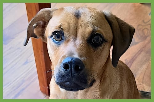 Photo of Honey, adoptable Labrador Retriever in Amherst, Massachusetts