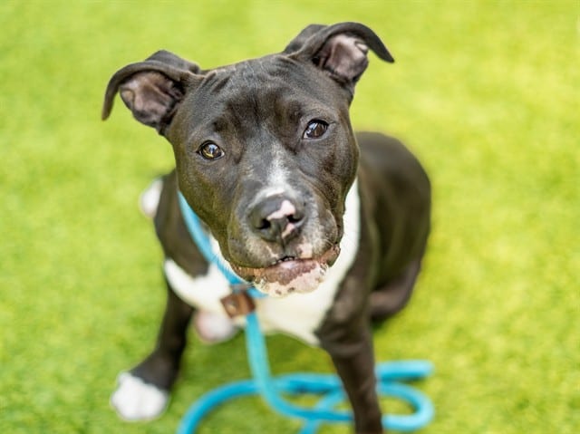 Photo of Pudding, adoptable Pit Bull Terrier mix in San José, California