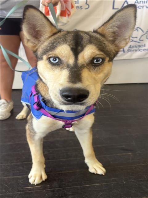 Photo of Rex, adoptable German Shepherd Dog in Los Angeles, California