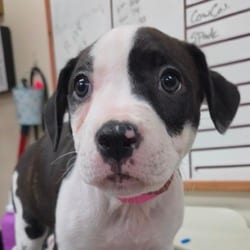 Photo of Beignet, adoptable American Bulldog Mixed Breed (Medium) in Lakeland, Florida
