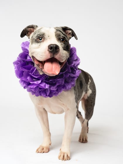 Photo of X, adoptable dog in Atlanta, Georgia