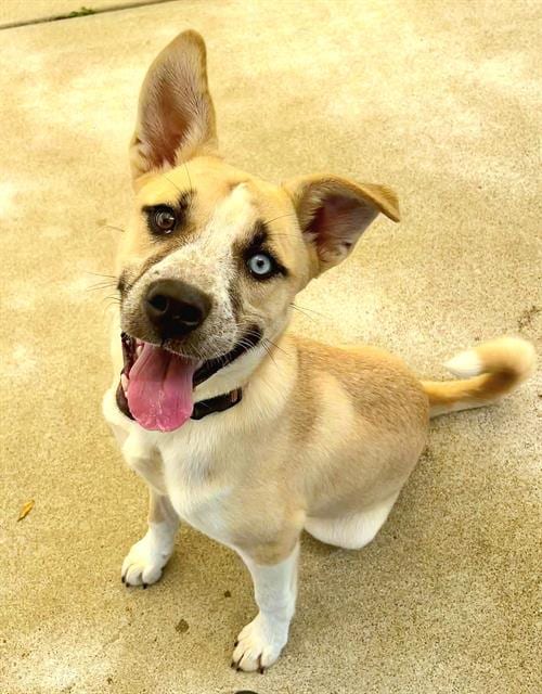 Photo of Shelby, adoptable Siberian Husky in Sacramento, California