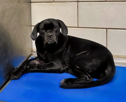 Photo of Mimosa, adoptable Cane Corso/Mix
