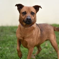 Photo of Danny DogVito JuM, adoptable Terrier (Unknown Type, Medium) Mixed Breed (Medium) in Hartford, Connecticut