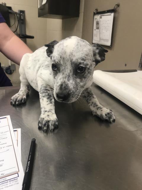 Photo of Cera, adoptable Pit Bull Terrier in Conroe, Texas