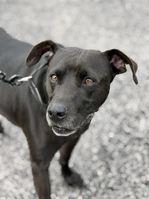 Photo of Charlie, adoptable Chinese Shar-Pei in Canfield, Ohio