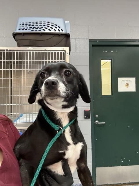 Photo of Oreo, adoptable Chihuahua in Riverside, California