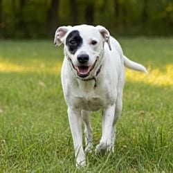 Photo of Zarah, adoptable Mixed Breed (Medium) in Pittsfield, Illinois