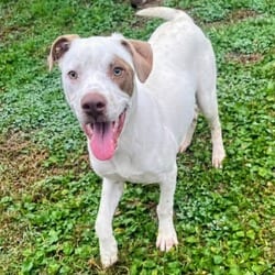 Photo of Carlos, adoptable Pointer Terrier (Unknown Type, Medium) in Frederick, Maryland