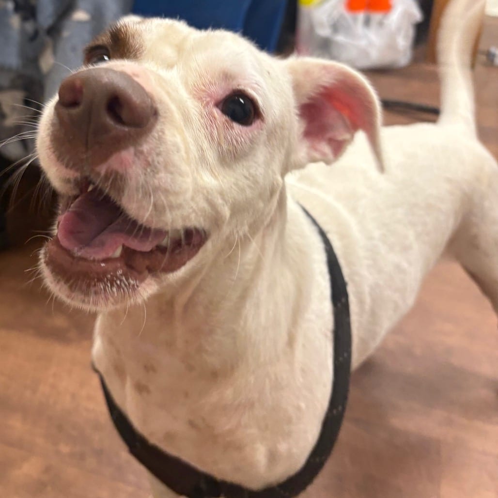 Photo of Rufus, adoptable Mixed Breed (Medium) in Milton, Florida
