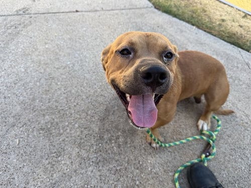 Photo of Ted, adoptable American Pit Bull Terrier in Garland, Texas