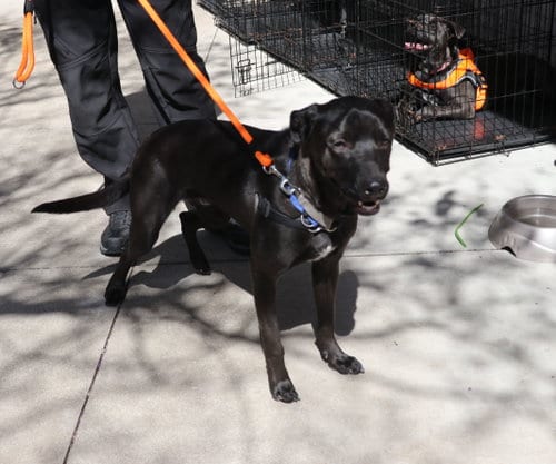 Photo of Sith, adoptable Labrador Retriever in Pflugerville, Texas