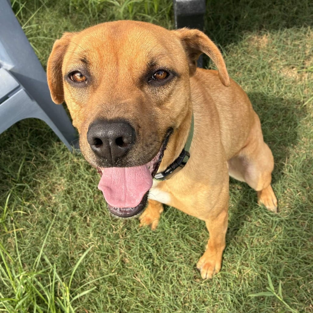 Photo of Tweetie (Birdie), adoptable Boxer / Retriever, Labrador in Houston, Texas