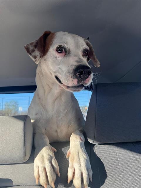 Photo of Freckles, adoptable Pointer in San Antonio, Texas