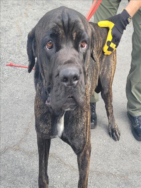 Photo of Onyx, adoptable Cane Corso Mastiff in Los Angeles, California