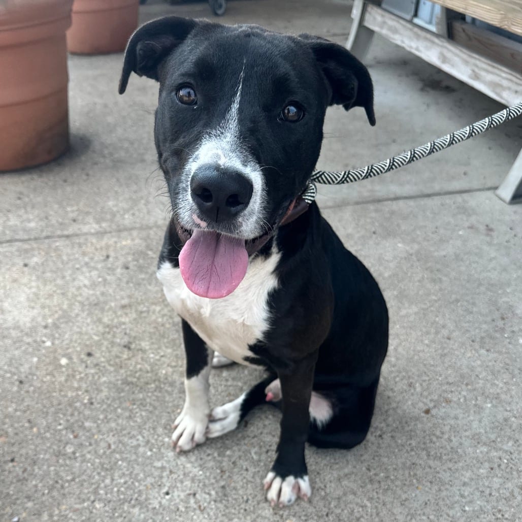 Photo of Rocket K7, adoptable Mixed Breed (Medium) in Union, Missouri
